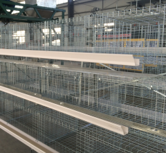 A Type Broiler Cages