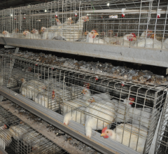 A Type Broiler Cages