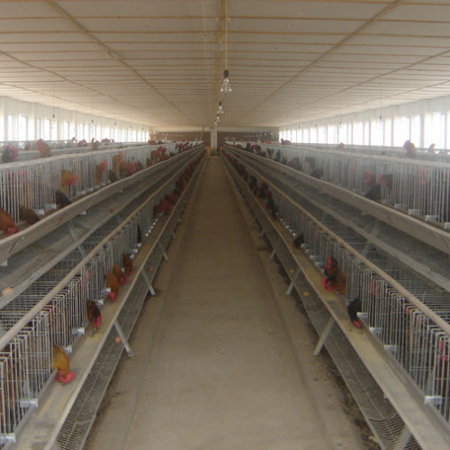 A Type Breeder Chicken Cages