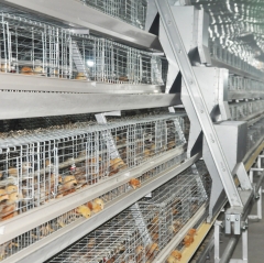 A Type Pullet Cage