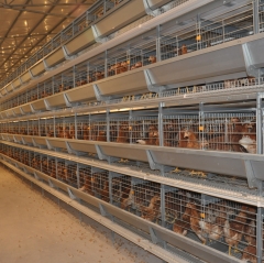 H Type Automatic Layer Chicken Cages